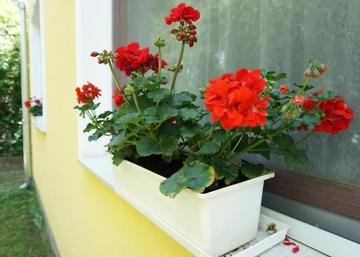 Alexandra Vendeghaz שיופוק